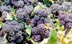 Purple Sprouting Broccoli 200g