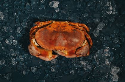 Cooked Locally Caught Cock Crab (0.85-1kg)