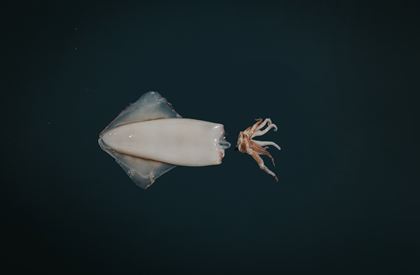 Squid (400g)