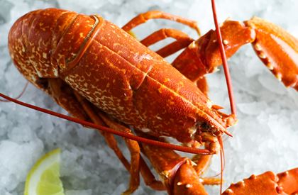 Watch how to crack a lobster