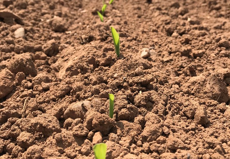 Maize Germinates on Greendale Farm