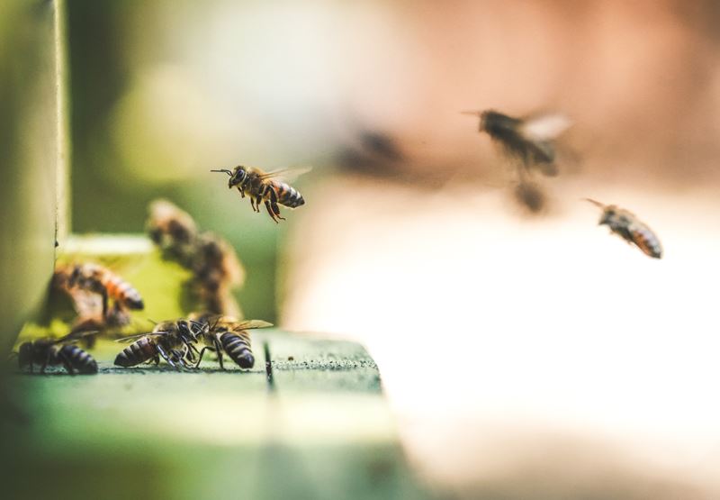 Local Devon Honey