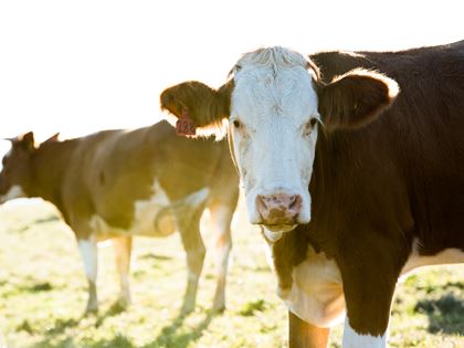 From Farm to Plate, Part 1: The Cattle image