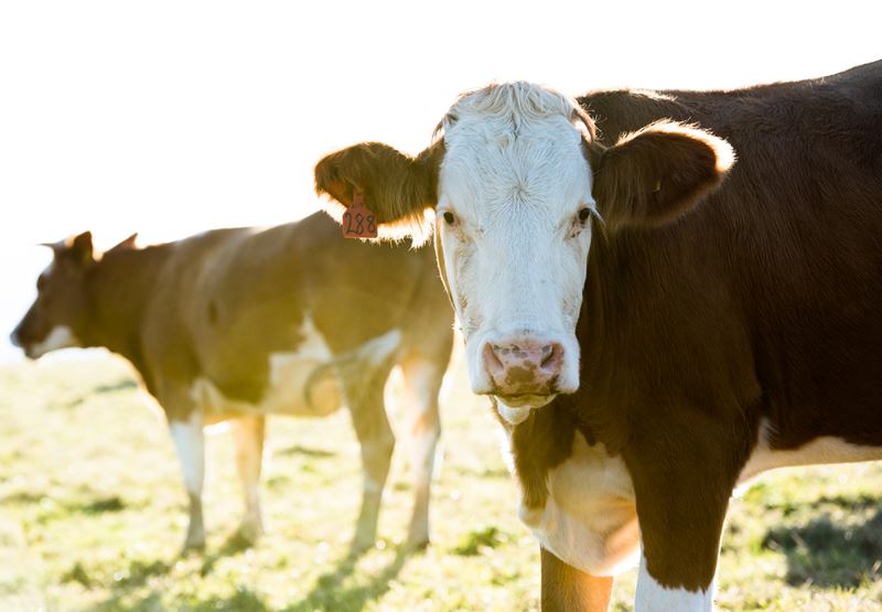 From Farm to Plate, Part 1: The Cattle