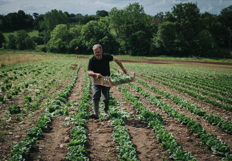 Lovely local lettuce