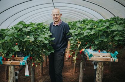 Strawberries - A Devon Delight