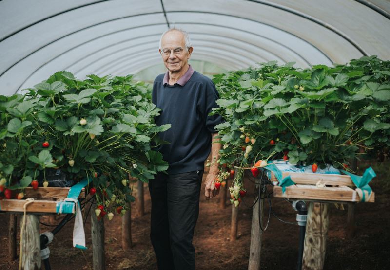 Strawberries - A Devon Delight