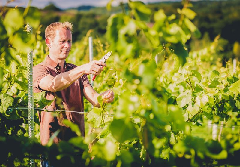 Guide to Devon White Wines